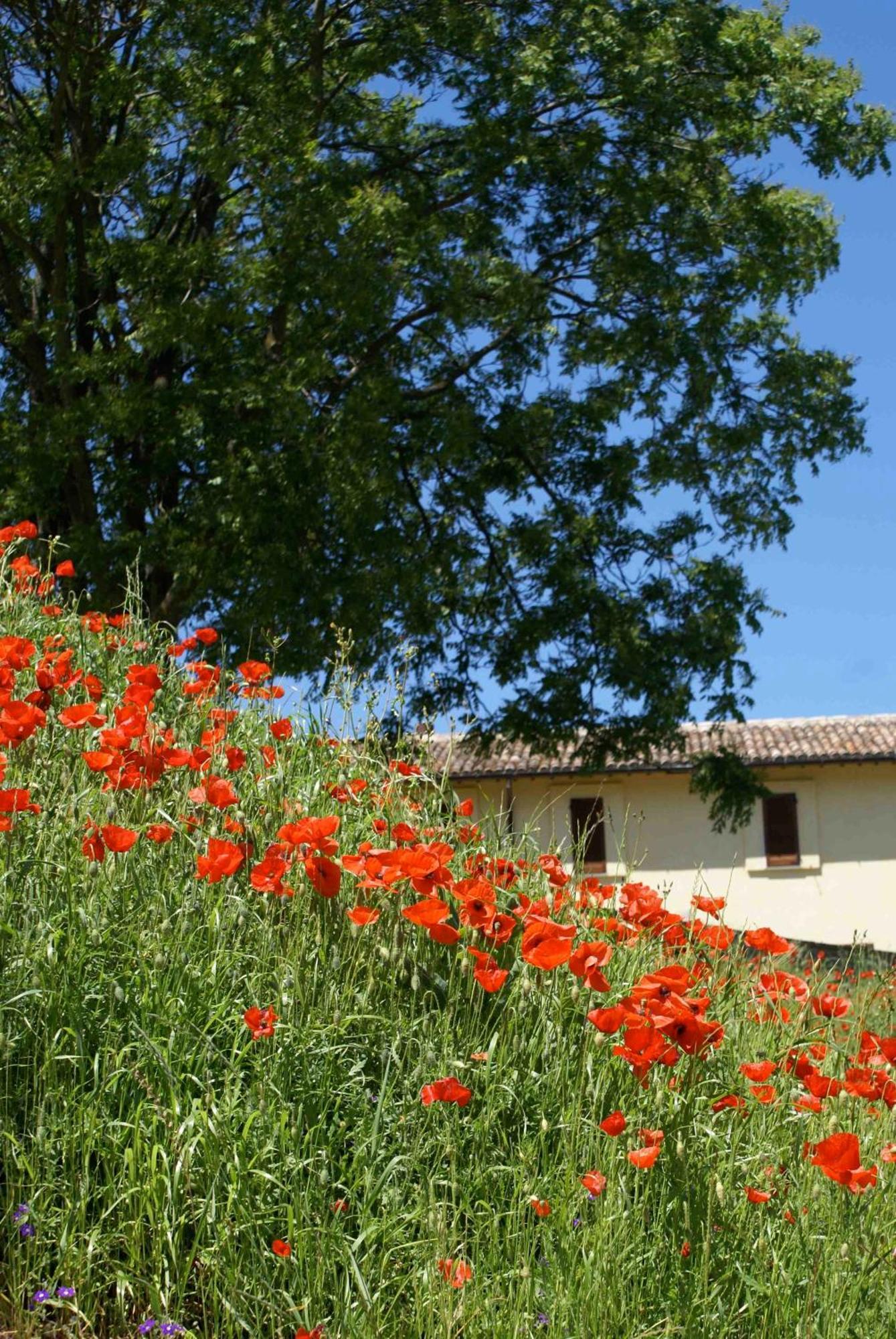 Вилла La Perticara Agriturismo Acquasparta Экстерьер фото